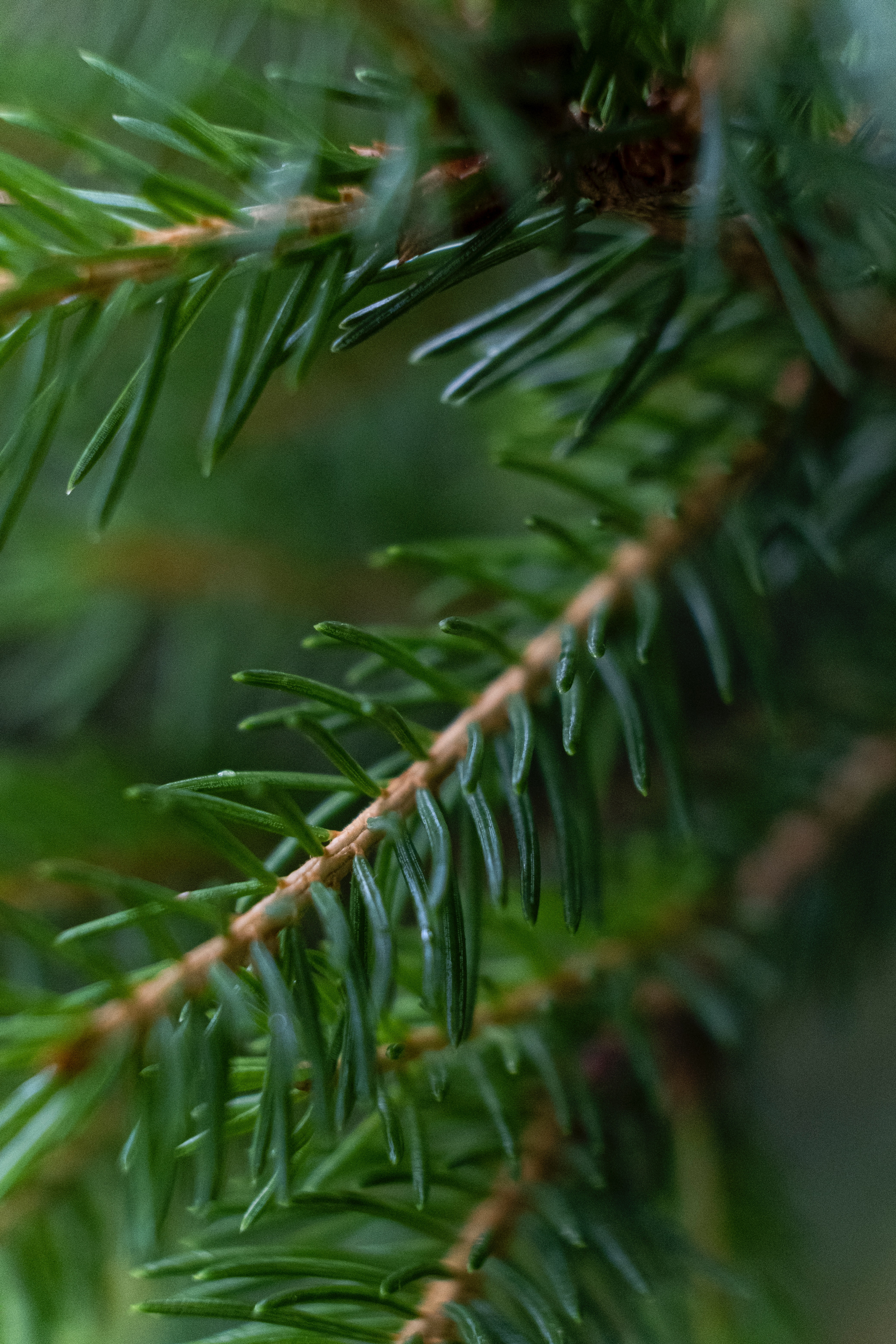 Douglas Fir