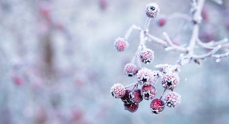 Winter berries symbolising winter and seasonal routines as advised by AyurLife UK