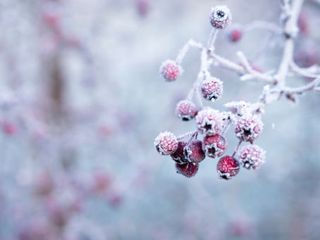 Creux d'hiver et plantes lumineuses...