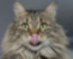 happy cat licking his lips with his long tongue