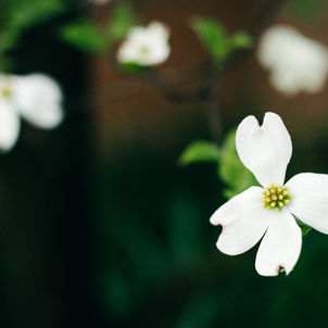 White, Light Pink