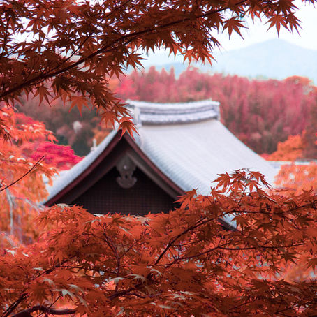 Tetto a spioventi bianco fuoriesce da un folto numero di foglie d'acero rosso in autunno in Giappone