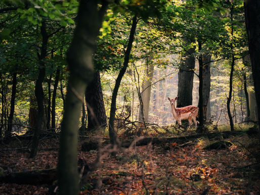 Deer In the woods at a Hunting Lease Management Company