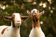 Unlimited Opportunities
Goat Show
