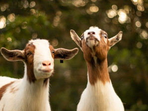 The Best Feed for Your Goat Herd
