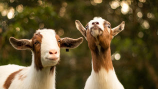 The Best Feed for Goats