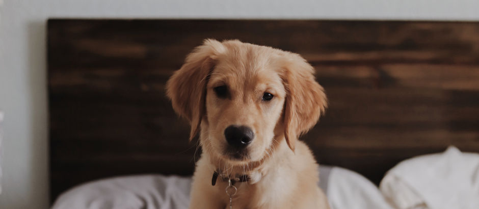 PFAS Bans in Australia: What Every Pet Owner Should Know