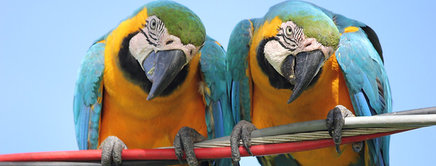 Image by Juliana e Mariana Amorim