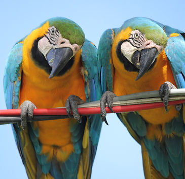 Image by Juliana e Mariana Amorim
