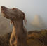 Your Animal's Vital Force: How to help it flow