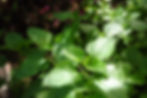 CANCELED: Guided Herb Walk in Forest Park