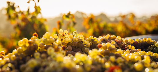 Image by Thomas Schaefer