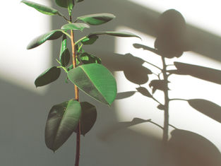 Kad su Dalmatini postali fikusi?