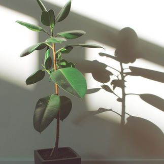 image d'un ficus elastica