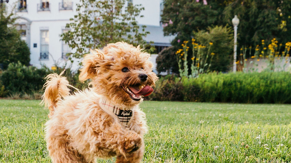 Little fluffy puppy bouncing around while playing outside in the grass