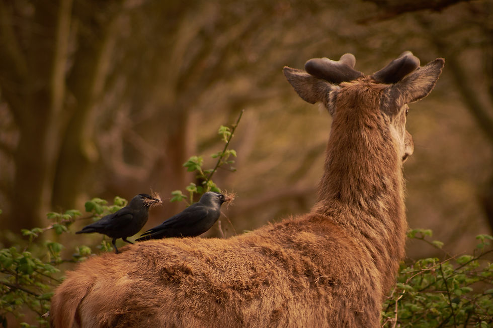 Jackdaws collecting nesting material from a Red deer.