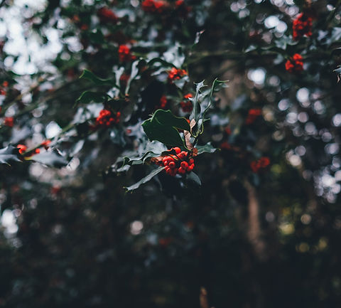 Image by Annie Spratt