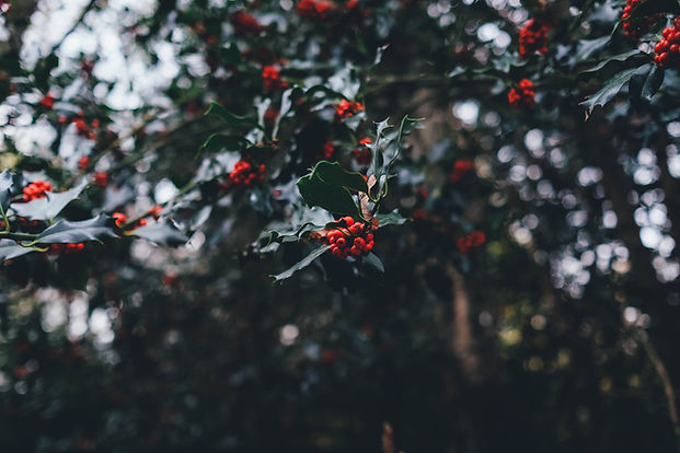 Image by Annie Spratt