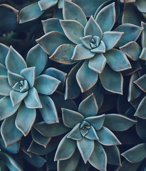 Image by Blanca Paloma Sánchez