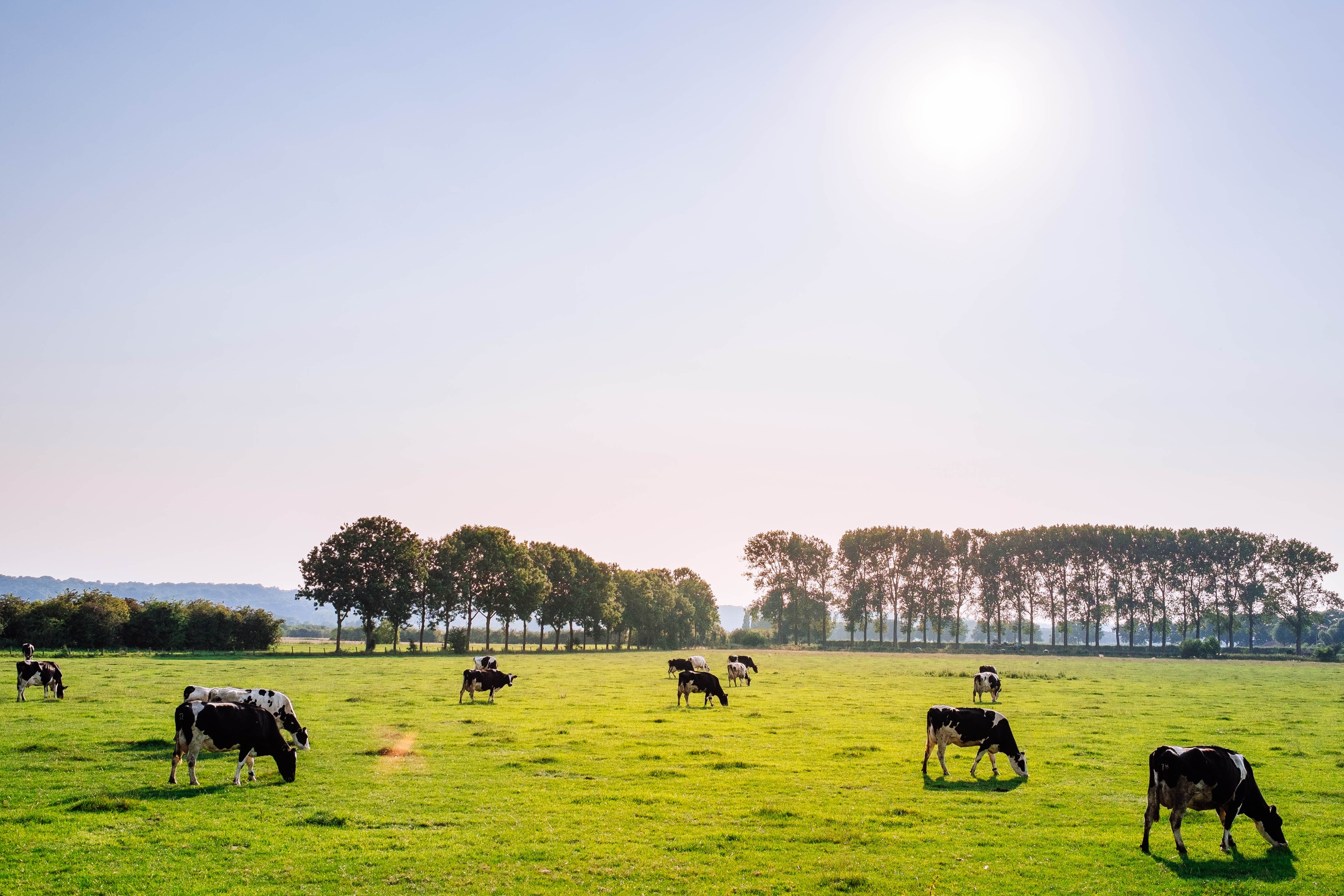 Une prairie, un espace indispensable pour les chevaux