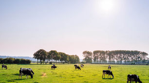 FrieslandCampina dairy farmers earn €245m in sustainability premiums