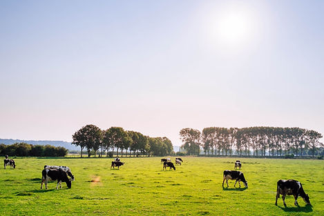 CU Farms UK Dairy