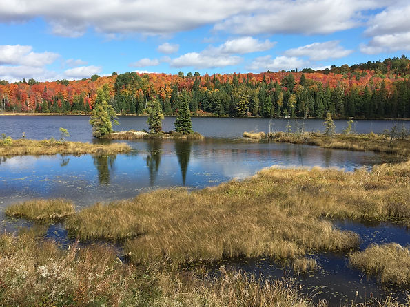 A marsh and lake with forest covered shoreline