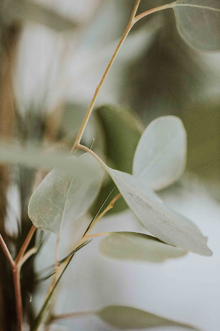 Image by nine koepfer