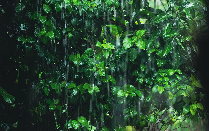 Image by Anik Deb Nath