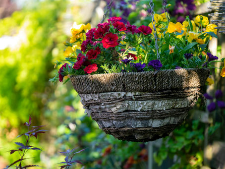 How to Keep Your Hanging Baskets Blooming All Summer