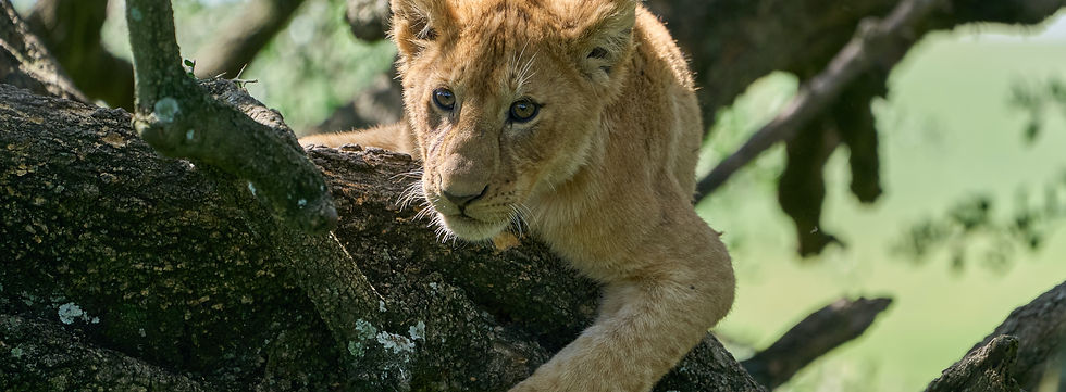 3 Days Safari From Zanzibar