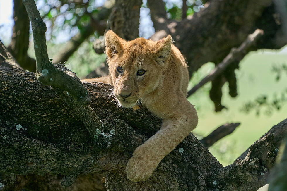 Lion cub on the top of tree