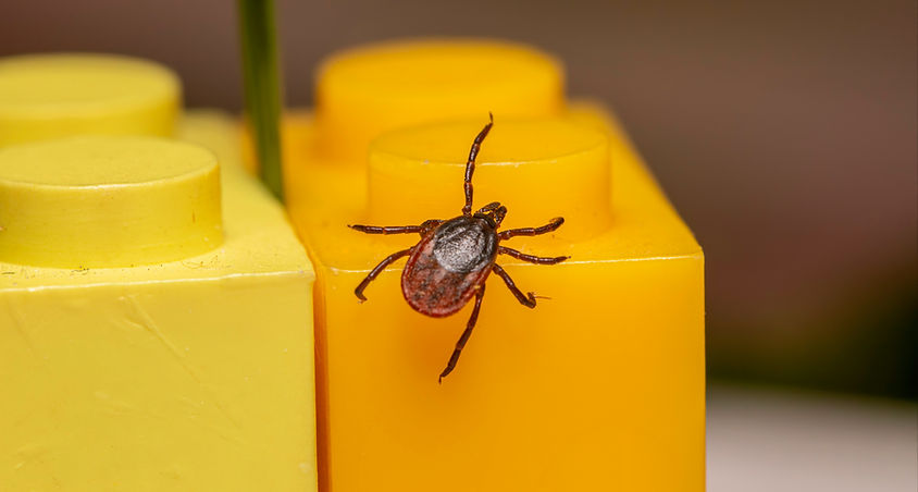 Image by Erik Karits