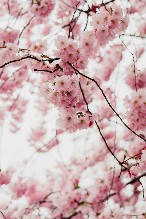 Image by Ellie Ellien