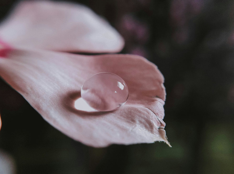 Image by Bianca Castillo