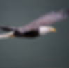 Bald Eagle Image by Richard Lee