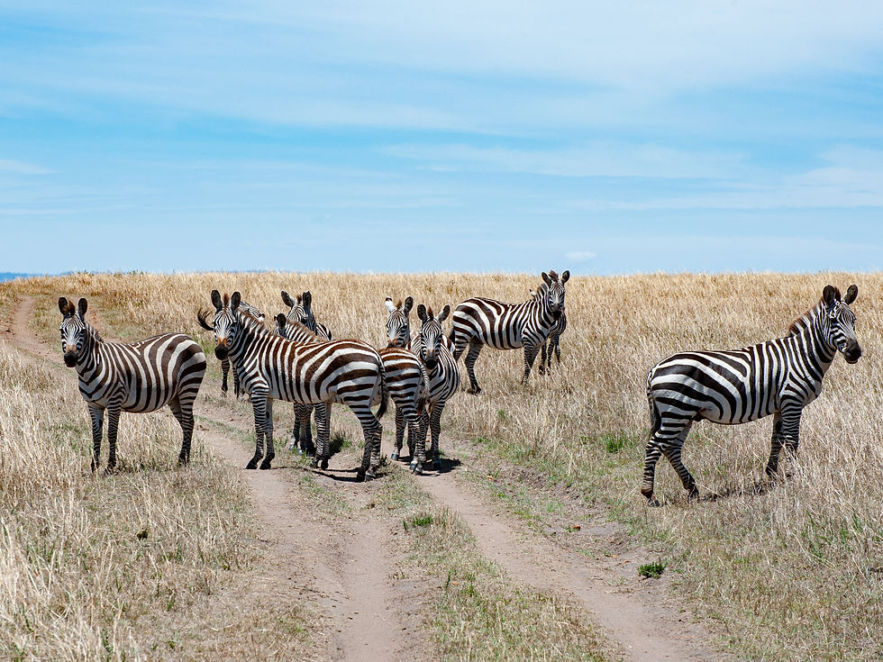 Zebra