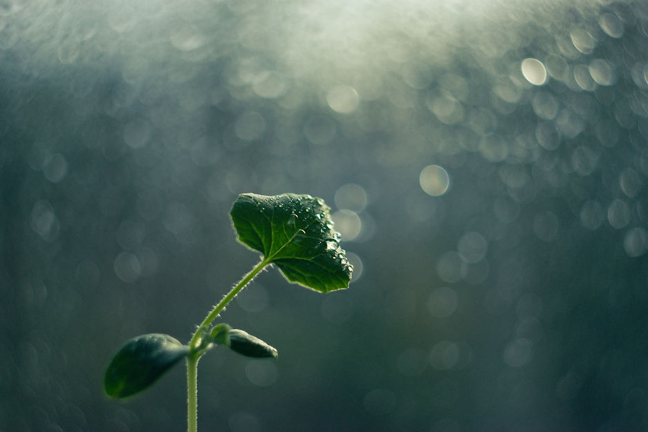 Image by Evgeniya Shustikova