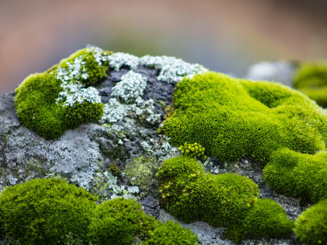 WEBINAR: DISCOVERING MOSSES: A MATERIA MEDICA MISSING LINK?