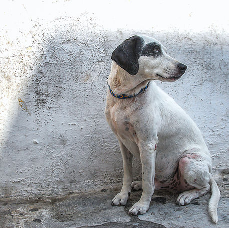 cão branco sujo em parede branca suja