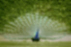 Image by ALVENSIA ANGELA