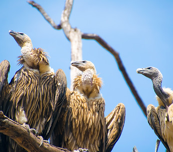rapaces à bandhavgarh