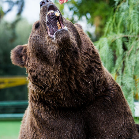 Do I Need Bear Spray in Yellowstone?