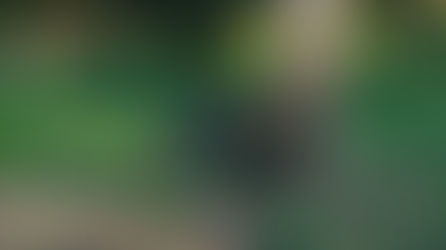 Wilde zwijnen gespot in De Kevie in Tongeren
