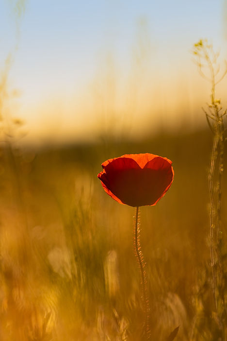 Red poppy flower in a sunny field, surrounded by blurred golden grass and a soft blue sky, creating a warm, peaceful mood.
