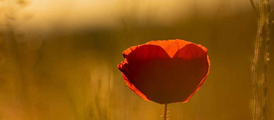 A shoulder to cry on