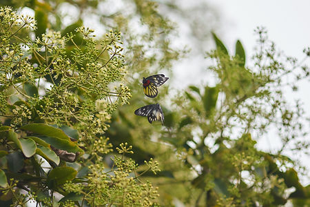 Image by Wai Siew