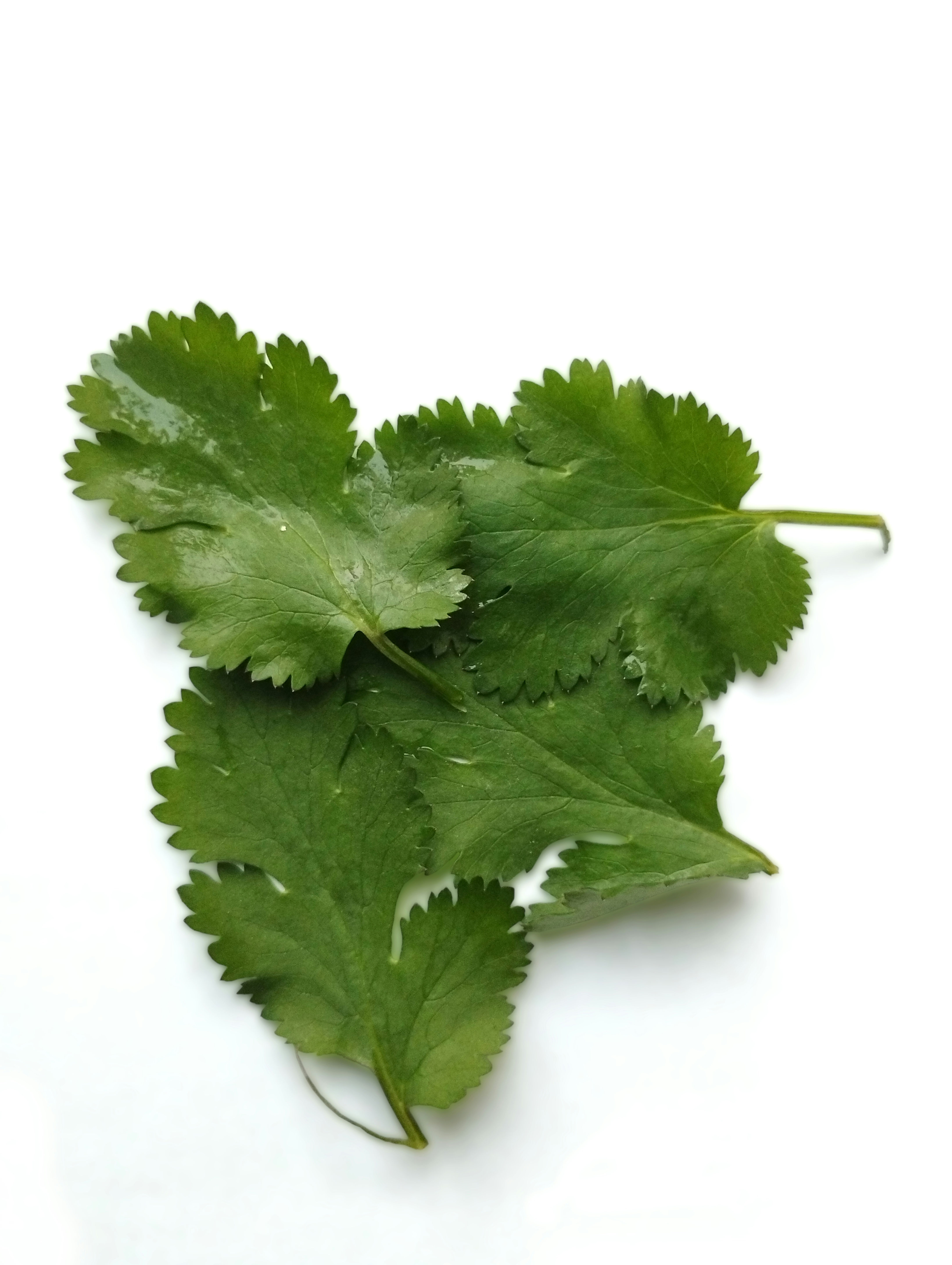 Coriander Leaves