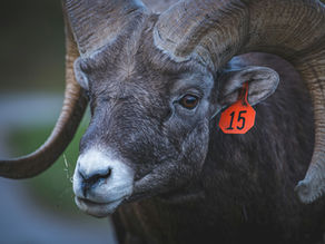 THE MARRIAGE OF YOUR CHILDHOOD TRAUMA TO YOUR WORKPLACE TRAUMA