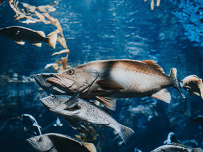 ARE YOU GETTING THE 'BENEFITS' OF OMEGA 3S?